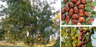 Τζιτζιφιά – Το θεραπευτικό βότανο που είναι γνωστο σαν δέντρο γιατρός