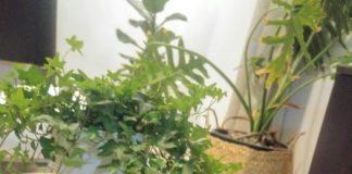 Συνταγή για Κωκ Tαψιού με Κρέμα και Επικάλυψη Σοκολάτας! Κωκ Tαψιού