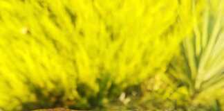 Μηλόπιτα με μέλι