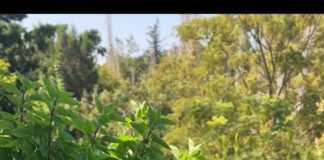 Ένα κομμάτι σιροπιασμένης καρυδόπιτας σε πιάτο, έτοιμο για σερβίρισμα.