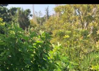 Ένα κομμάτι σιροπιασμένης καρυδόπιτας σε πιάτο, έτοιμο για σερβίρισμα.