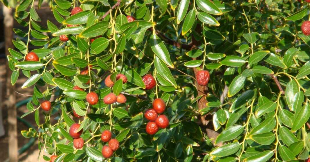 τσιτσιφια12