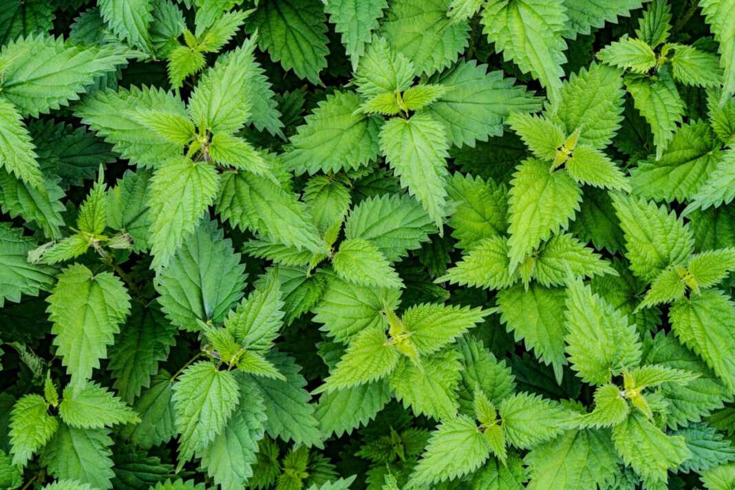 Τσουκνιδόπιτα