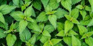 Τσουκνιδόπιτα