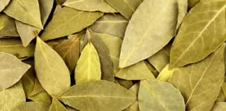 Φύλλα δάφνης