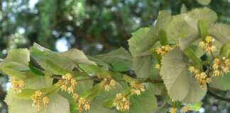 Φλαμουριά ή Τιλιά