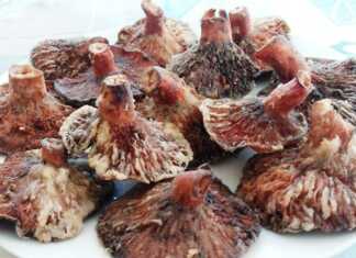 Μανιτάρια στο τηγάνι