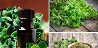 Τα Οφέλη της Ρίγανης – Ριγανέλαιο…