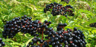 Σαμπούκος η Κουφοξυλιά…κατά των ιών και στη θεραπεία παθήσεων των νεφρών, της καρδιάς και του ήπατος Σαμπούκος η κουφοξυλια