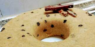 χαλβάς με τριμμένο μήλο κανέλα σταφίδες μέλι