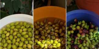 Προετοιμασία ελιών (πράσινες-τσακιστές-καλαμών)