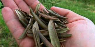 τσάι από φύλλα ελιάς