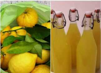 Μπουκάλια με σπιτικό λικέρ λεμονιού, στοιχισμένα σε μια σειρά, έτοιμα για φύλαξη