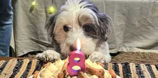 Τούρτα για σκύλους