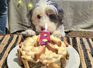 Τούρτα για σκύλους