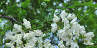 Ένα δέντρο ακακίας με πράσινα φύλλα και μακριά, κίτρινα, κυλινδρικά άνθη.