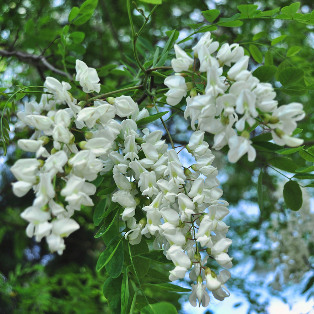 acacia robinia white flowers hanging on a tree Ένα δέντρο ακακίας με πράσινα φύλλα και μακριά, κίτρινα, κυλινδρικά άνθη.