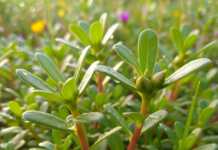 Το φυτό-ζιζάνιο γλυστρίδα